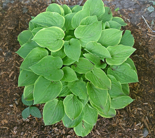 Hosta 'My Precious' Courtesy of the Hosta Library