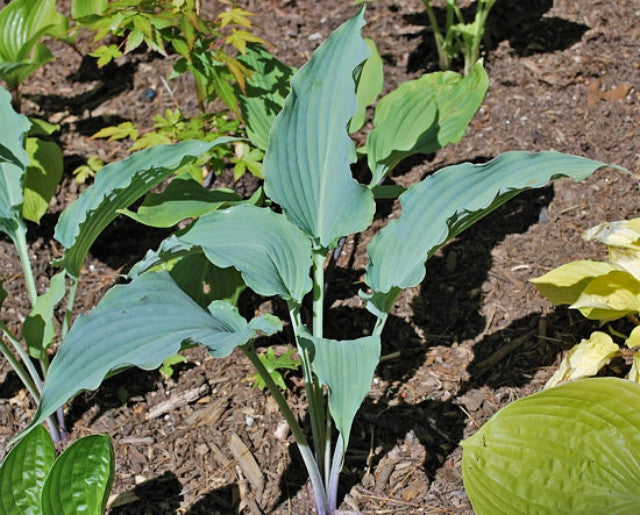 Hosta 'Mystic Seaport' Courtesy of Rick Goodenough