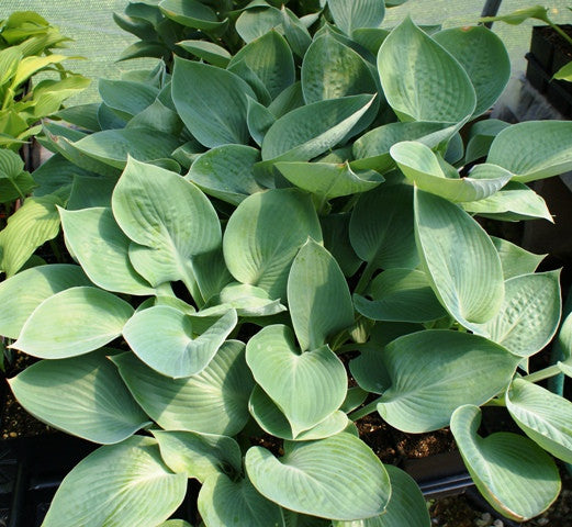'Nate the Great' Hosta From NH Hostas
