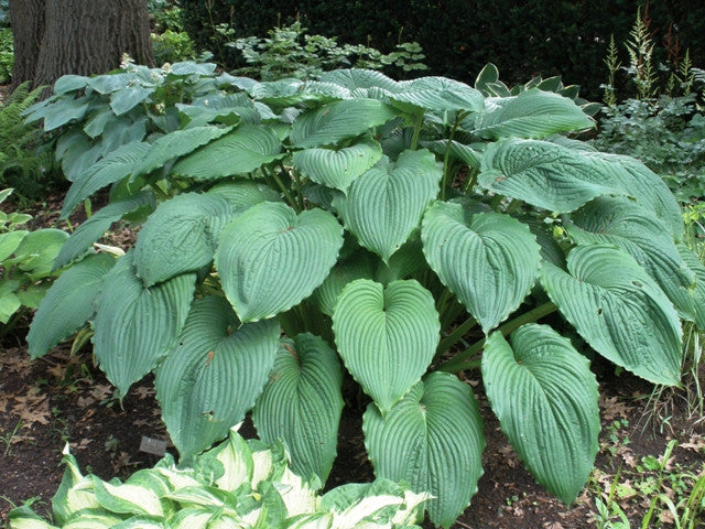 'Niagara Falls' Hosta From NH Hostas