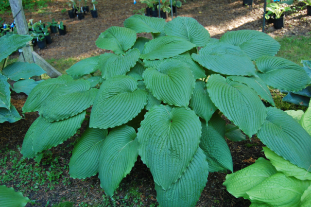 'Niagara Falls' Hosta Courtesy of Olga Petryszyn