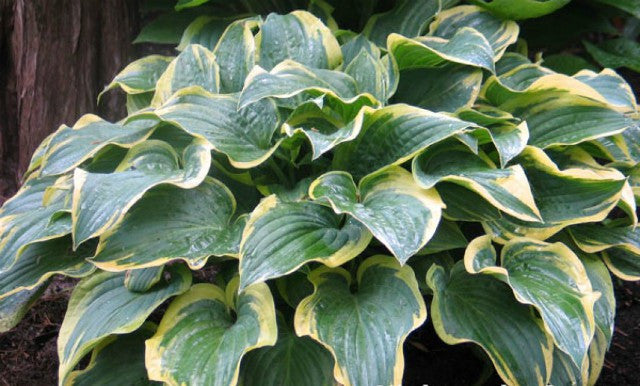 Hosta 'Night at the Opera' Courtesy of Don Dean
