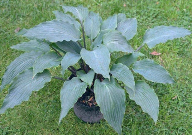 Hosta 'Number Nine' Courtesy of the Hosta Library