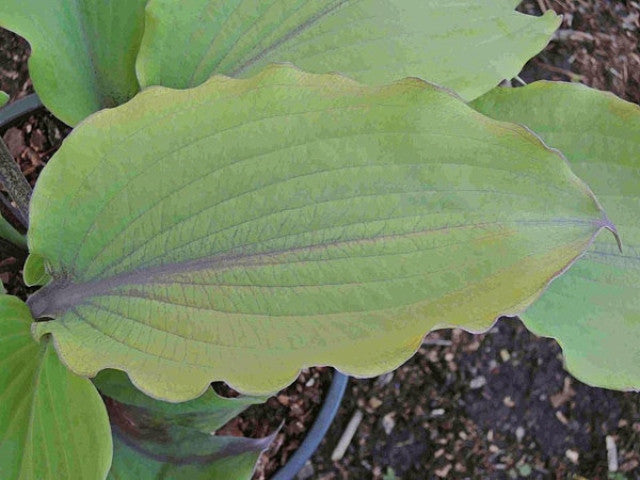 Hosta 'Number Nine' Courtesy of the Hosta Library