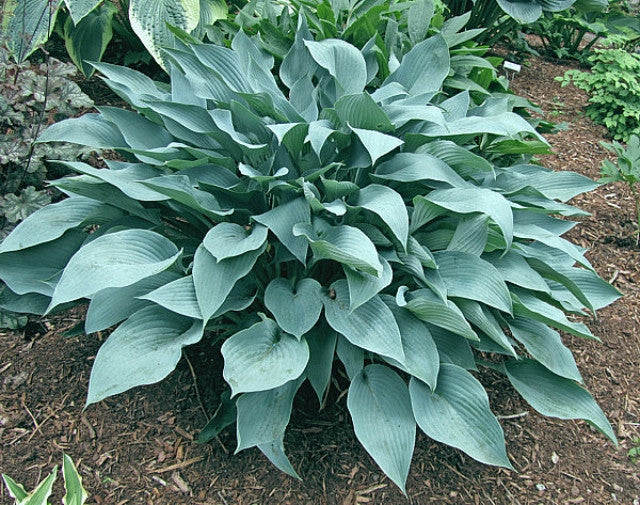 Hosta 'October Sky' Courtesy of the Hosta Library
