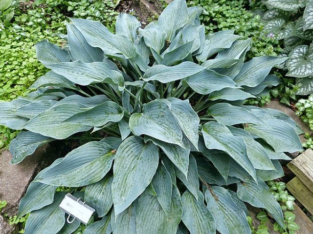 Hosta 'October Sky' Courtesy of the Hosta Library