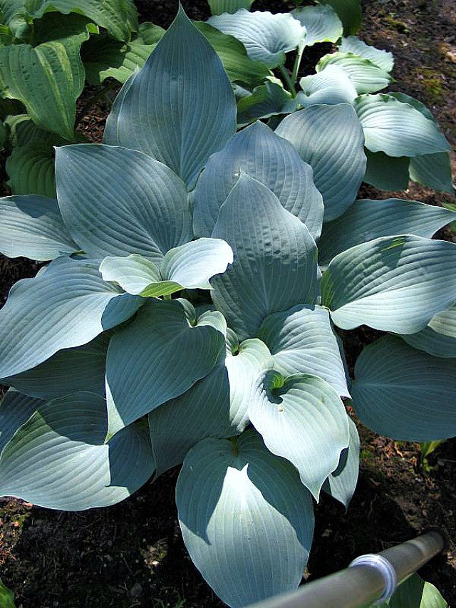 'October Sky' Hosta Courtesy of Don Dean