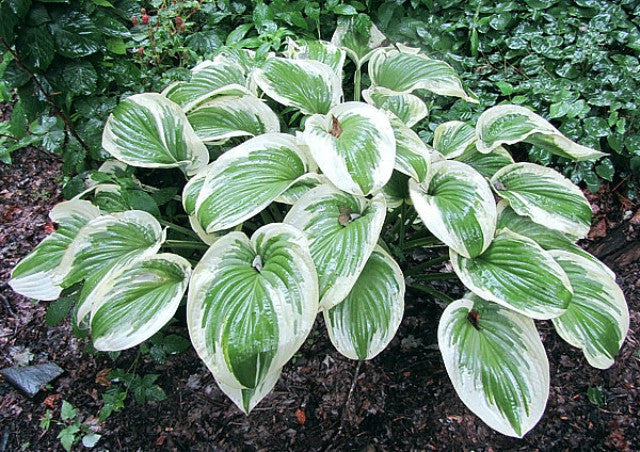 'Oh Cindy' Hosta Courtesy of Carol Brashear