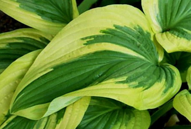 'Oh Cindy' Hosta Courtesy of Fransen Hostas