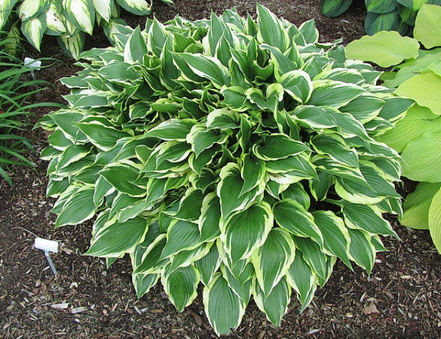 Hosta 'On The Border' Courtesy of Carol Brashear and the Hosta Library