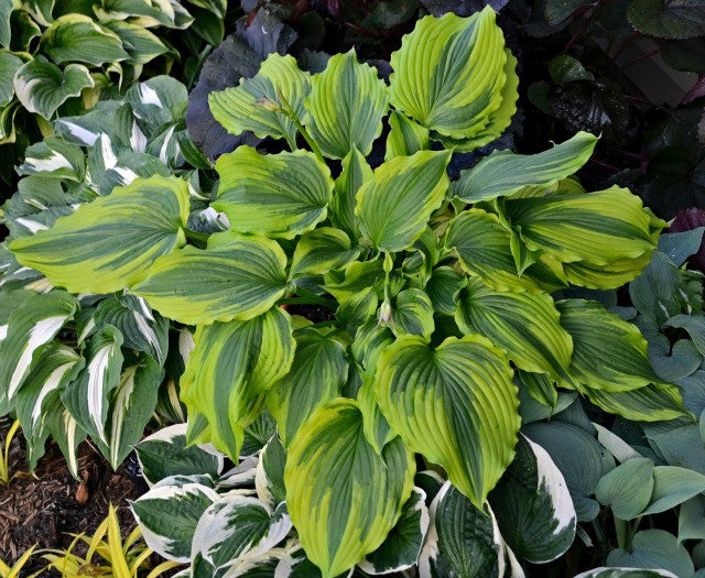 Hosta 'One Last Dance' Courtesy of Walters Garden