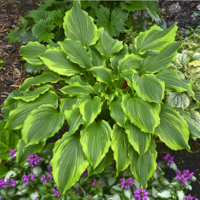 Hosta 'One Last Dance' Courtesy of Walters Garden