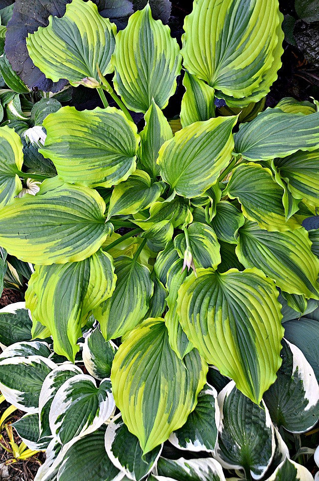 Hosta 'One Last Dance' Courtesy of Walters Garden