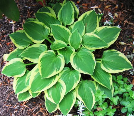 'Ops' Hosta