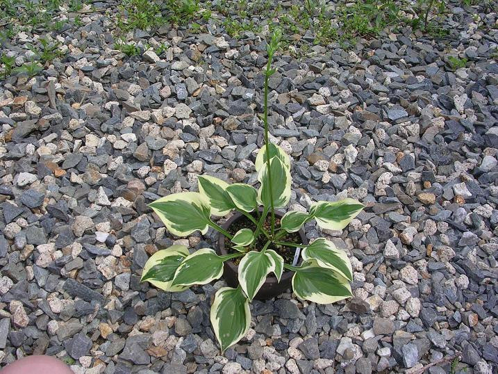 'Ops' Hosta From NH Hostas
