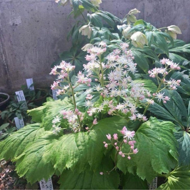 Courtesy of Walters Gardens