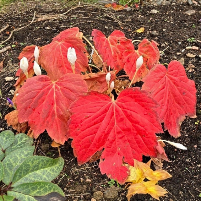 Courtesy of Walters Gardens