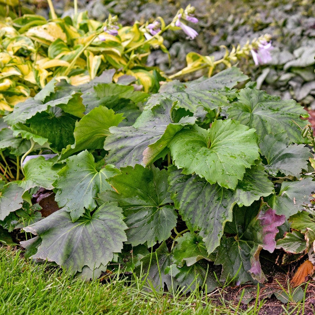 Courtesy of Walters Gardens