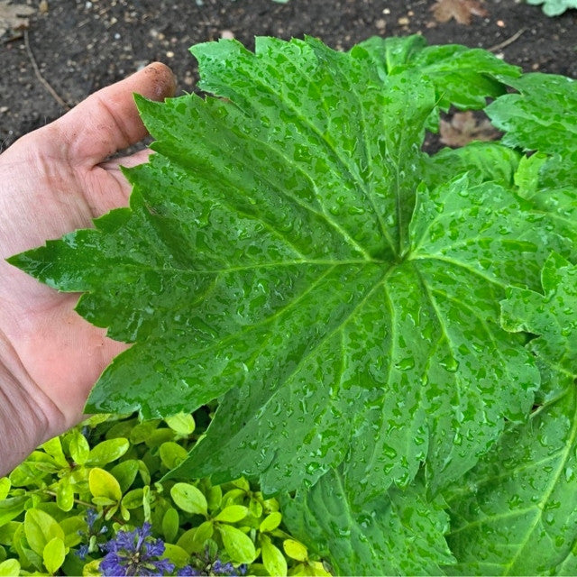 Courtesy of Walters Gardens