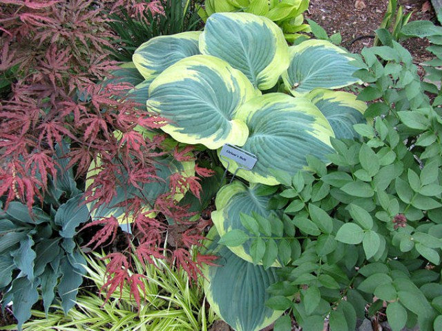 Hosta 'Orion's Belt' Courtesy of Carol Brashear