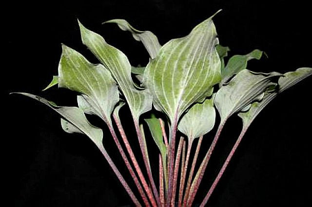 'Over the Waves' Hosta Courtesy of Danny Van Eechaute