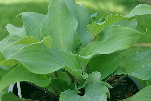'Over the Waves' Hosta Courtesy of Naylor Creek