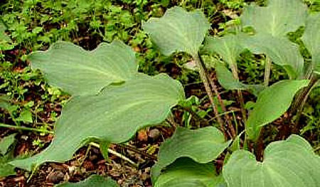 'Over the Waves' Hosta