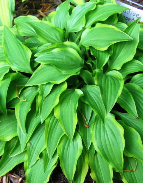 'Paradise Sunset' Hosta
