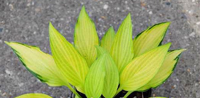 'Paradise Tritone' Hosta Courtesy of Naylor Creek