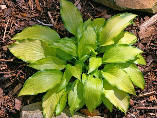 Hosta 'Paradise Tritone' Courtesy of the Hosta Library