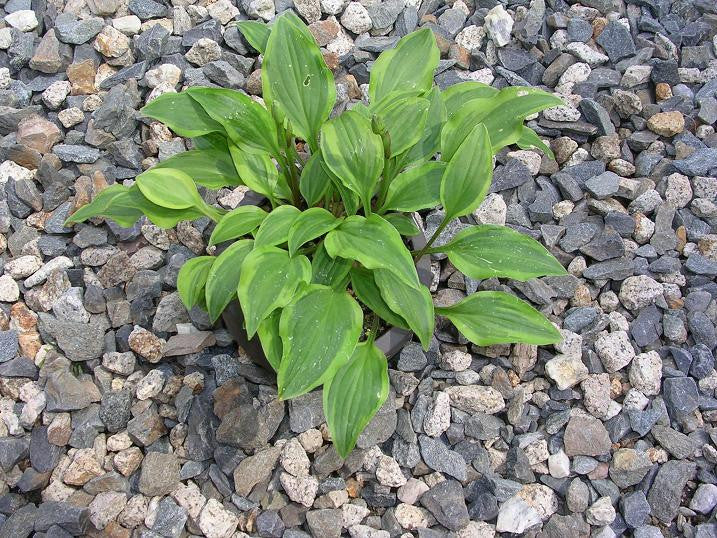 'Paradise Sunset' Hosta From NH Hostas