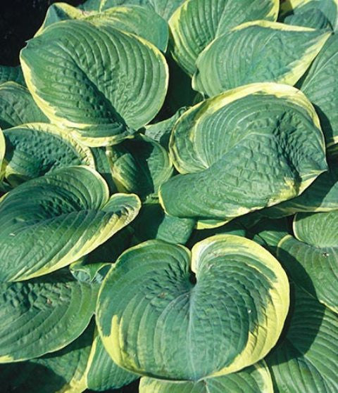 'Parasol' Hosta Courtesy of Shady Oaks Nursery