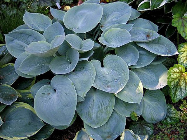 'Parisian Silk' Hosta Courtesy of Don Dean