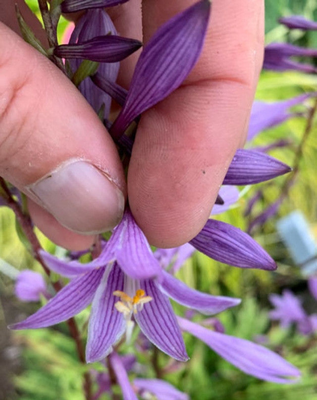 Hosta 'Party Streamers' Courtesy of Hans Hansen
