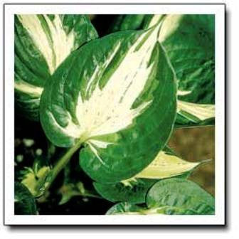 'Pathfinder' Hosta Courtesy of Q&Z Nursery