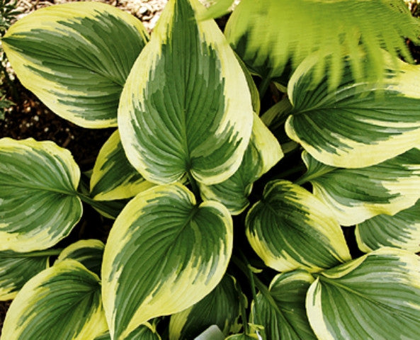 'Pearly Gates' Hosta Courtesy of Q&Z Nursery