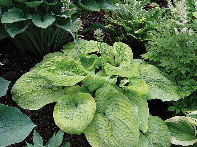 'Pebble Creek' Hosta Courtesy of Doug Beilstein