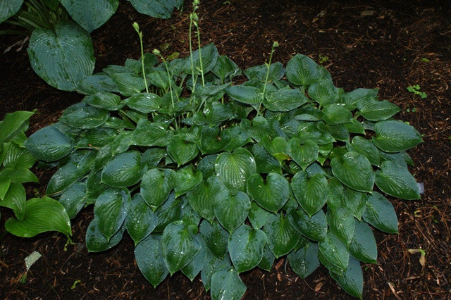'Peter Pan' Hosta From NH Hostas