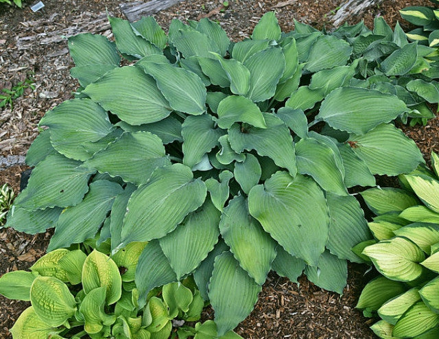 Hosta 'Petticoat Junction' Courtesy of Bert Malkus and the Hosta Library