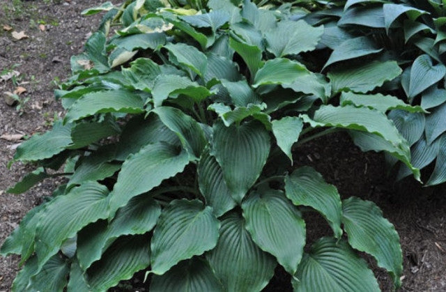 Hosta 'Petticoat Junction' Courtesy of Doug Beilstein