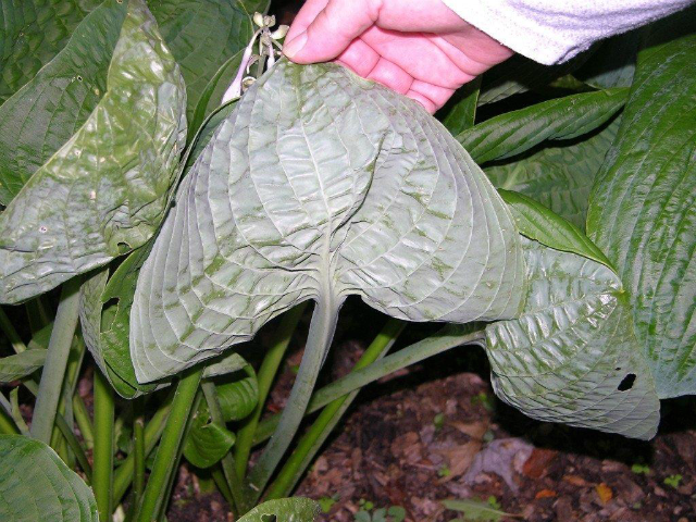 'Pewter Goblet' Hosta Courtesy of Lori Coffman