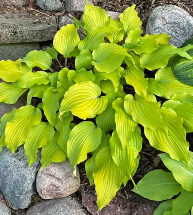 Hosta 'Phoenix Feathers' Courtesy of Dan Wols