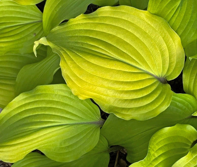 Hosta 'Phoenix Feathers' Courtesy of Dan Wols