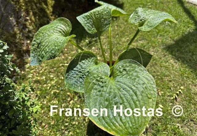 Hosta 'Picasso's Blue Period' Courtesy of Fransen Hostas
