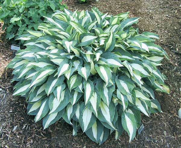 Hosta 'Pin-up' Courtesy of Carol Brashear and the Hosta Library