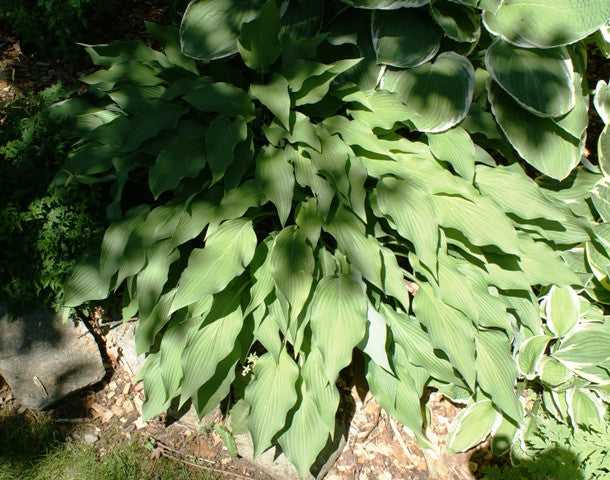 'Pineapple Poll' Hosta From NH Hostas