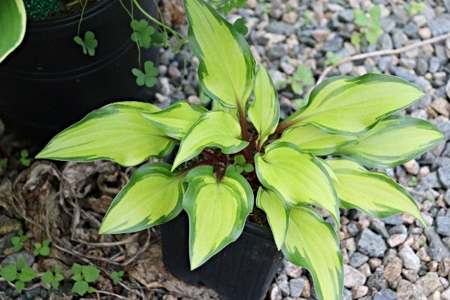 Hosta 'Pineapple Salsa' Courtesy of Green Hill Farm