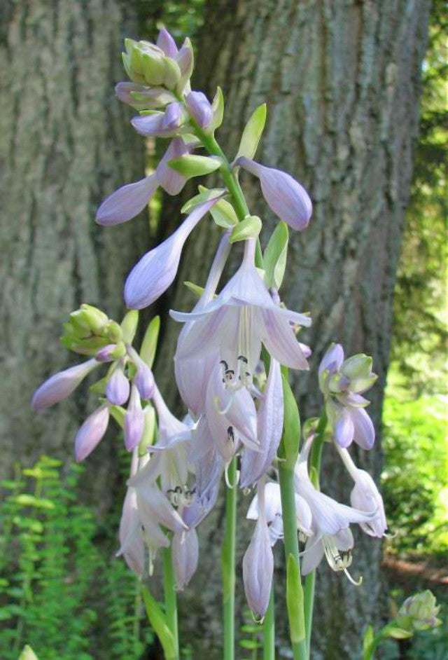 'Pineapple Poll' Hosta Flower Courtesy of Kathie Sisson