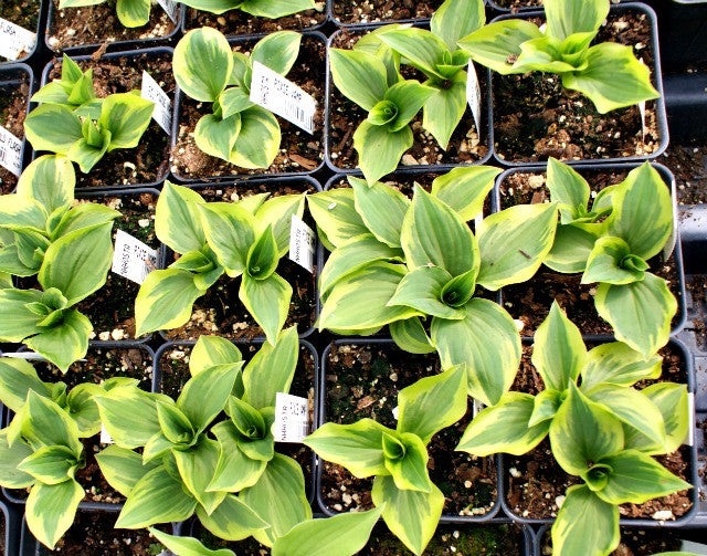 'Pixie Vamp' Hosta