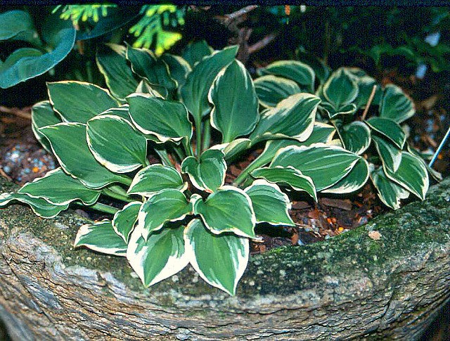 'Pixie Vamp' Hosta Courtesy of Green Hill Farm